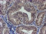 LRRC25 Antibody in Immunohistochemistry (Paraffin) (IHC (P))