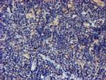 LRRC25 Antibody in Immunohistochemistry (Paraffin) (IHC (P))