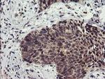LRRC25 Antibody in Immunohistochemistry (Paraffin) (IHC (P))
