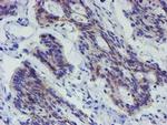 LRRC25 Antibody in Immunohistochemistry (Paraffin) (IHC (P))