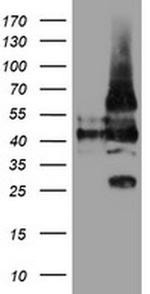 LRRC25 Antibody in Western Blot (WB)