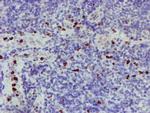 PADI4 Antibody in Immunohistochemistry (Paraffin) (IHC (P))