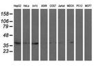 RFC2 Monoclonal Antibody (OTI4E1)
