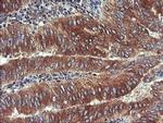 UBE2J1 Antibody in Immunohistochemistry (Paraffin) (IHC (P))