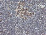 UBE2J1 Monoclonal Antibody (OTI3D1)