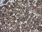 ERp57 Antibody in Immunohistochemistry (Paraffin) (IHC (P))