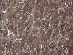 ERp57 Antibody in Immunohistochemistry (Paraffin) (IHC (P))