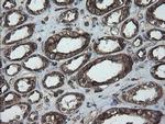 ERp57 Antibody in Immunohistochemistry (Paraffin) (IHC (P))