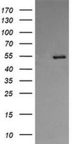 ERp57 Antibody in Western Blot (WB)