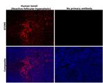 STING Antibody in Immunohistochemistry (Paraffin) (IHC (P))