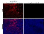STING Antibody in Immunohistochemistry (Paraffin) (IHC (P))