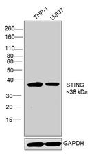 STING Antibody in Western Blot (WB)