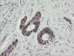 C1orf151 Antibody in Immunohistochemistry (Paraffin) (IHC (P))