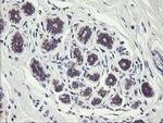 C1orf151 Antibody in Immunohistochemistry (Paraffin) (IHC (P))