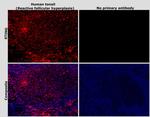 STING Antibody in Immunohistochemistry (Paraffin) (IHC (P))