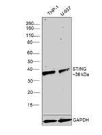 STING Antibody in Western Blot (WB)