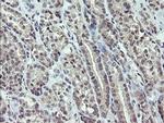 DREF Antibody in Immunohistochemistry (Paraffin) (IHC (P))