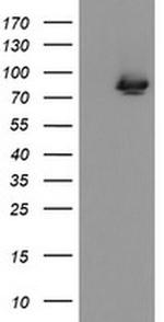 DREF Antibody in Western Blot (WB)