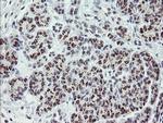 DREF Antibody in Immunohistochemistry (Paraffin) (IHC (P))