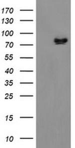 DREF Antibody in Western Blot (WB)