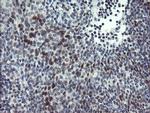 DREF Antibody in Immunohistochemistry (Paraffin) (IHC (P))