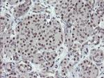 DREF Antibody in Immunohistochemistry (Paraffin) (IHC (P))