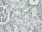 DREF Antibody in Immunohistochemistry (Paraffin) (IHC (P))