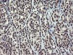 DREF Antibody in Immunohistochemistry (Paraffin) (IHC (P))