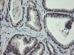 DREF Antibody in Immunohistochemistry (Paraffin) (IHC (P))