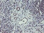 DREF Antibody in Immunohistochemistry (Paraffin) (IHC (P))