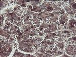 TSC22D1 Antibody in Immunohistochemistry (Paraffin) (IHC (P))