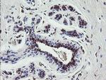 TSC22D1 Antibody in Immunohistochemistry (Paraffin) (IHC (P))