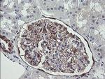 TSC22D1 Antibody in Immunohistochemistry (Paraffin) (IHC (P))