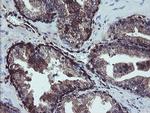 TSC22D1 Antibody in Immunohistochemistry (Paraffin) (IHC (P))