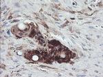 TSC22D1 Antibody in Immunohistochemistry (Paraffin) (IHC (P))