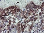 TSC22D1 Antibody in Immunohistochemistry (Paraffin) (IHC (P))