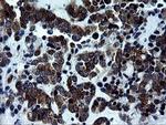 Rhotekin Antibody in Immunohistochemistry (Paraffin) (IHC (P))