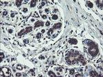 TSC22D1 Antibody in Immunohistochemistry (Paraffin) (IHC (P))