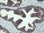 TSC22D1 Antibody in Immunohistochemistry (Paraffin) (IHC (P))