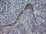 TSC22D1 Antibody in Immunohistochemistry (Paraffin) (IHC (P))