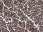 TSC22D1 Antibody in Immunohistochemistry (Paraffin) (IHC (P))