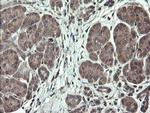 TSC22D1 Antibody in Immunohistochemistry (Paraffin) (IHC (P))