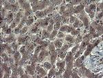 TSC22D1 Antibody in Immunohistochemistry (Paraffin) (IHC (P))