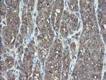 TSC22D1 Antibody in Immunohistochemistry (Paraffin) (IHC (P))