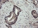TSC22D1 Antibody in Immunohistochemistry (Paraffin) (IHC (P))