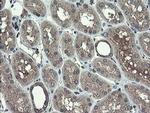 TSC22D1 Antibody in Immunohistochemistry (Paraffin) (IHC (P))