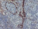 TSC22D1 Antibody in Immunohistochemistry (Paraffin) (IHC (P))