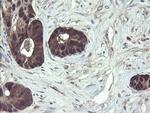 TSC22D1 Antibody in Immunohistochemistry (Paraffin) (IHC (P))