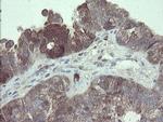 TSC22D1 Antibody in Immunohistochemistry (Paraffin) (IHC (P))
