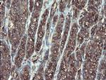 TSC22D1 Antibody in Immunohistochemistry (Paraffin) (IHC (P))